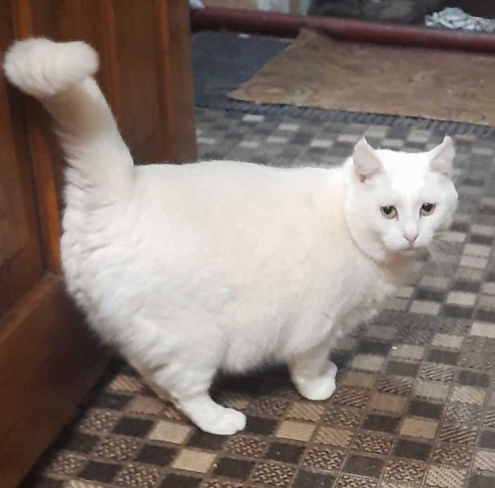 Кішка American curl