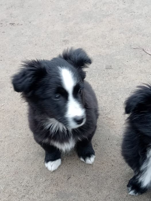Віддам у добрі руки цуценят, можлива доставка по Подільському району