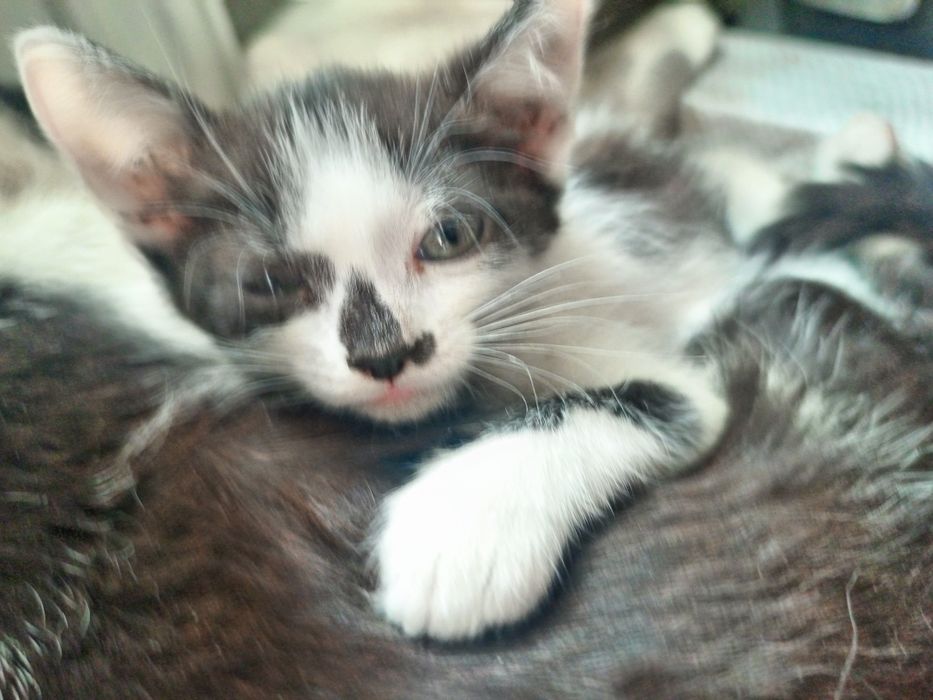 Віддам чудову кішечку