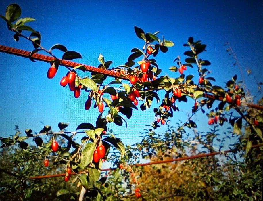 Годжи, сорт Сахарный Гигант