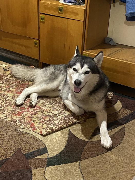 Неймовірний пес хаскі шукає родину!