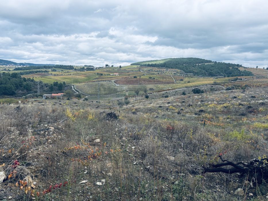 Terreno rústico castedo do douro