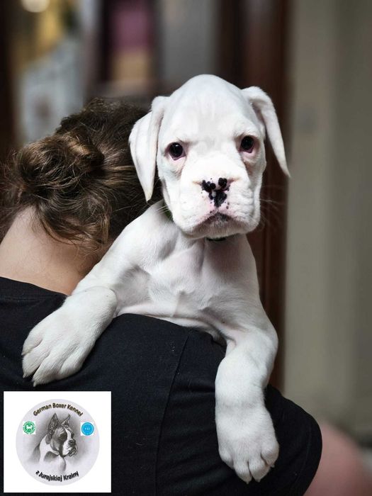 BOKSER - suczka ZKwP (FCI)