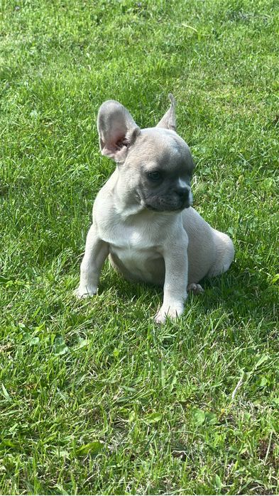 Buldog francuski sunia