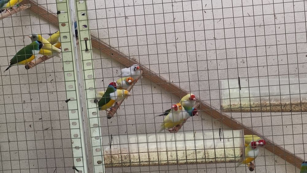 Diamantes de gould várias mutações