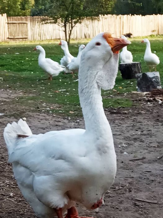 Продам гусей породи Холмогор