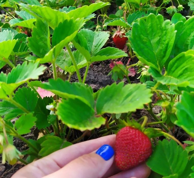 Продаю саджанці полуниці