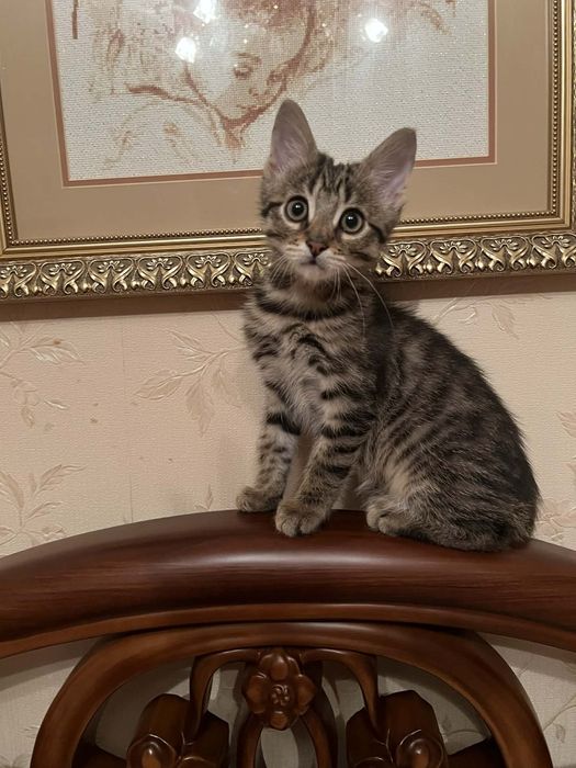 Чудовий хлопчик, вік 3-4 місяці