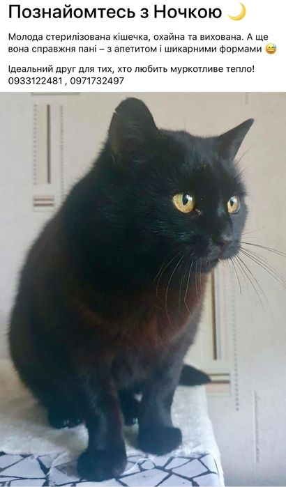 Познайомтесь з Ночкою