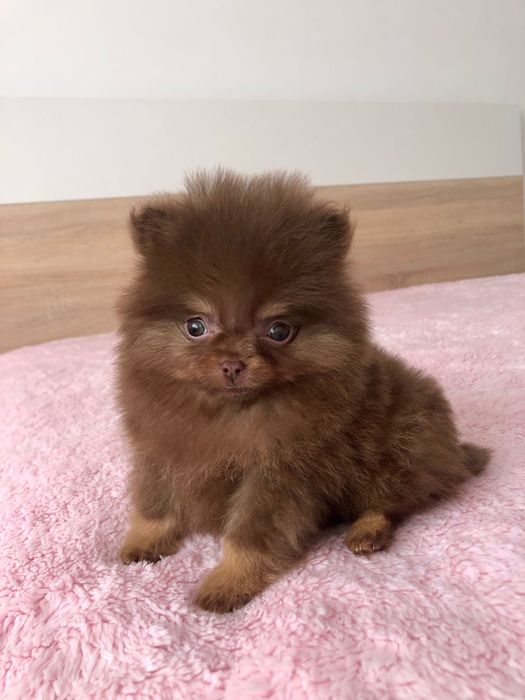 Fêmea Lulu da Pomerânia Chocolate