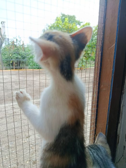Gatinha  bebé para adoção
