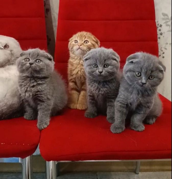 Вислоухие котята
