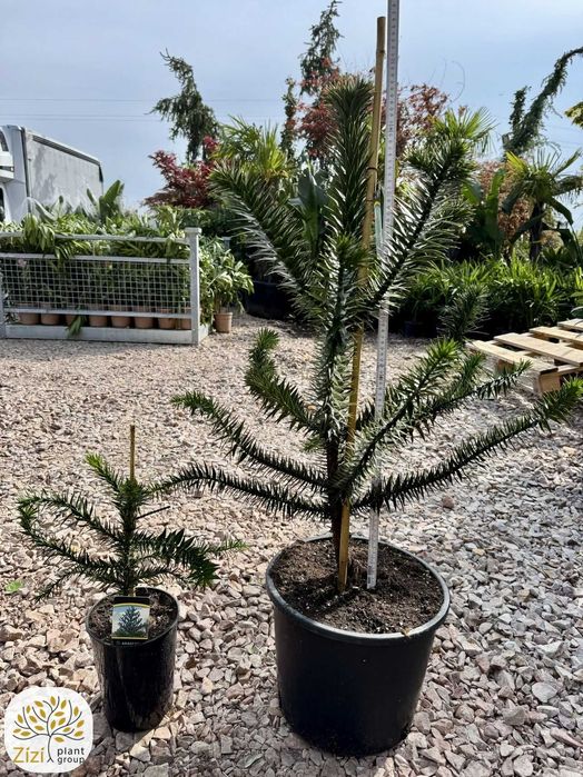 Araucaria araucana, Araukaria, 20-100cm, różne wielkości, zimozielona