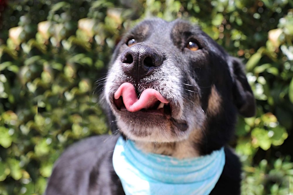 Bispo - Cão grande para adoção