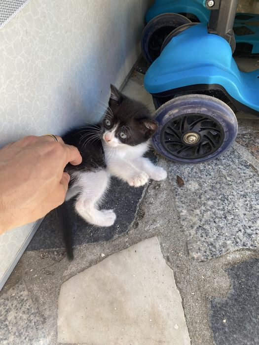 Dá-se gatinho pequenino