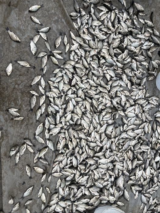 В наявності ставковий живець