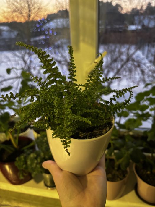 Нефролепіс Green fantasy