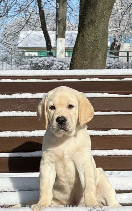Лабрадор ретривер Щенки Питомника