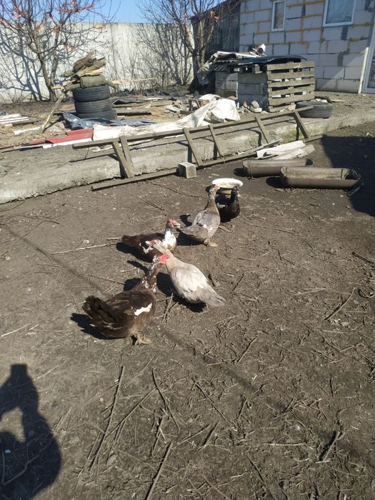 Домшнi кури та качки