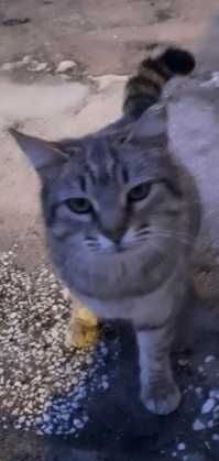 gatinha para adopção