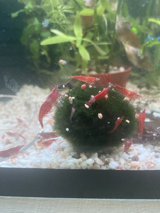 Блю дрим неокапдины