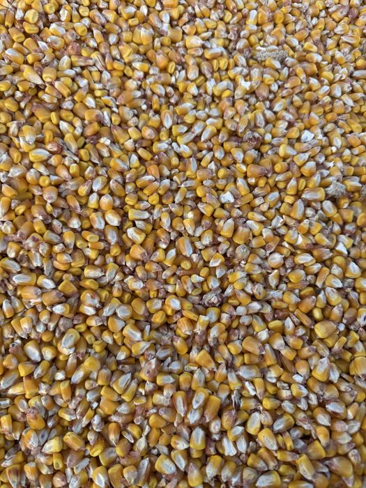 Продам зерно Кукурудзи