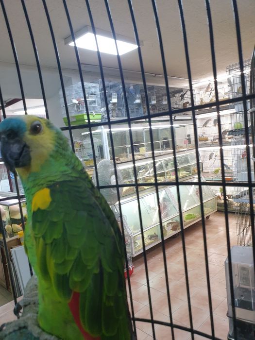 Papagaio aestiva muito bonito