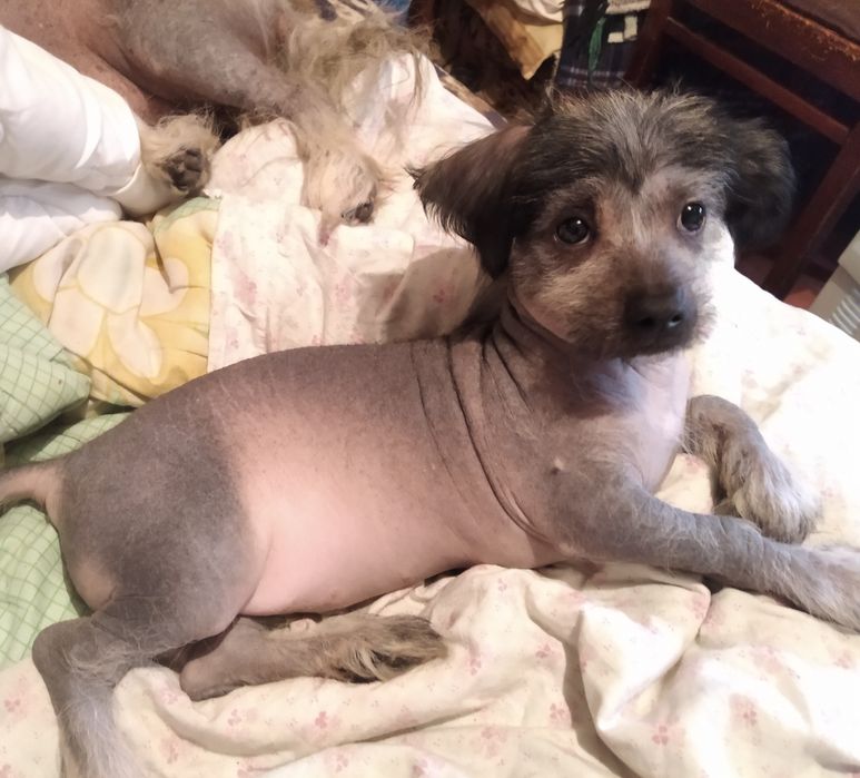 Китайская хохлатая,продам.