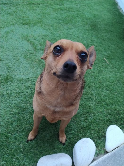 Tomo conta de cães. Estadias, Creche, Pet sitting, Dog Taxi