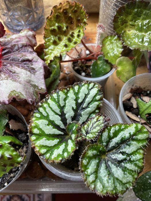 Обмін рослинами