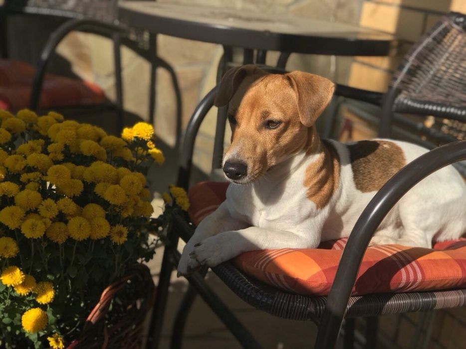 ВЯЗКА!!! Молодой кабель Джек Рассел терьер ищет себе девочку для вязки