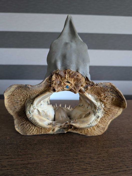 Tubarões preservados