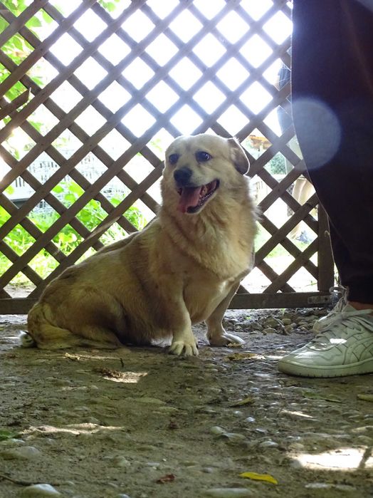 BLONDYN- pies o złotym sercu