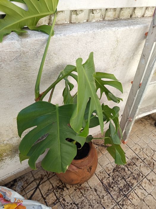 Planta costela de Adão com 80 cm