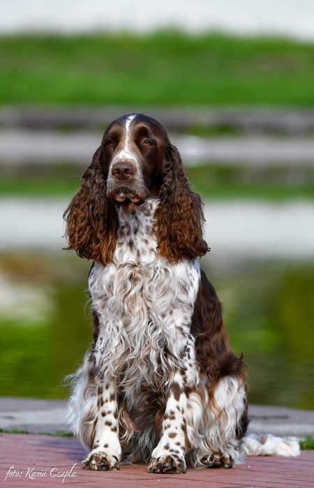 springer spaniel angielski zapowiedz miotu