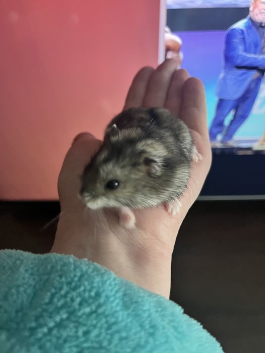 Подарую Хомʼячок джунгарик