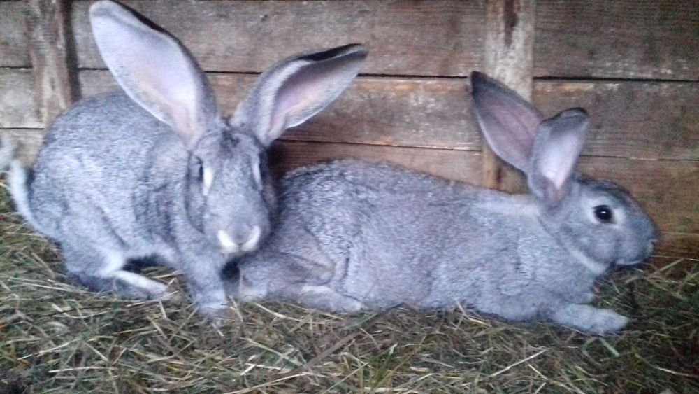 Кролі Шиншила євро