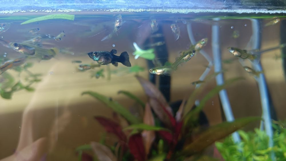 Rybki akwariowe Gupiki endlera