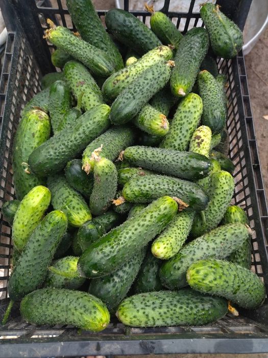 Продам огірки домашні.