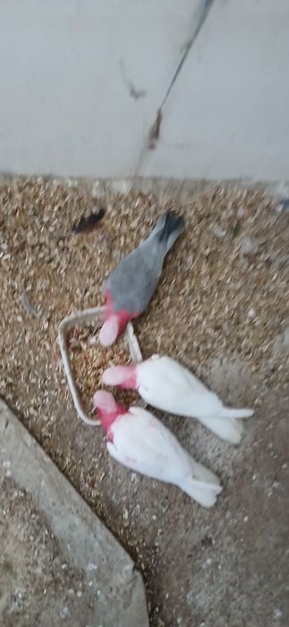 Lutino Casal Cacatua Galah macho lutino