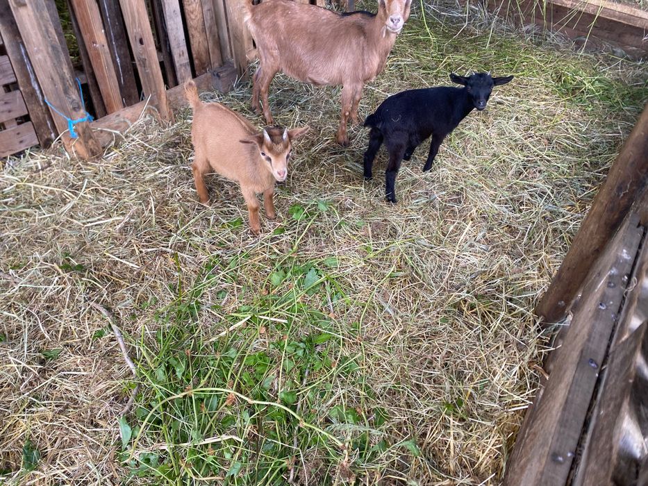 Cabras anãs para venda