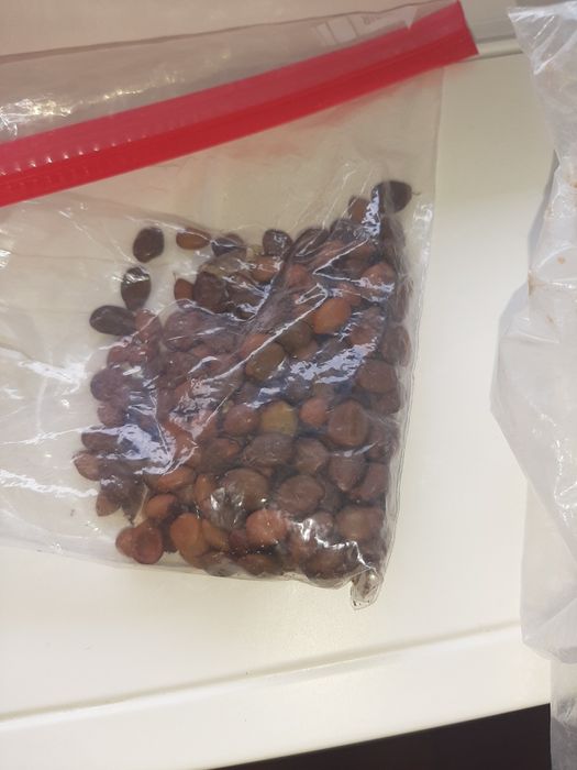 Coleçao de sementes de plantas raras