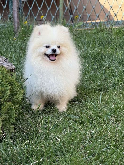 Померанский шпиц