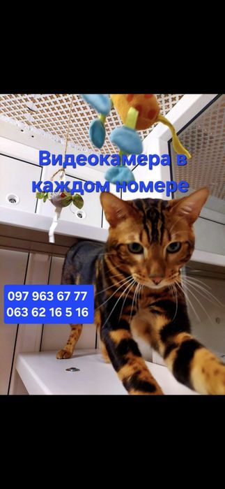 ПЕРЕДЕРЖКА ЗОООТЕЛЬ для Котов, Грызунов,Птиц Видео 24/7 в номере