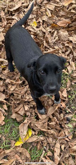 Бесплатно, в добрі руки