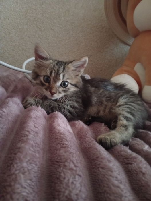 Котенятко Немирів