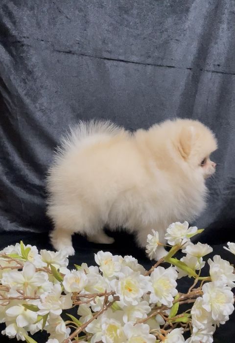 Міні хлопчик шпіци,док.КСУ