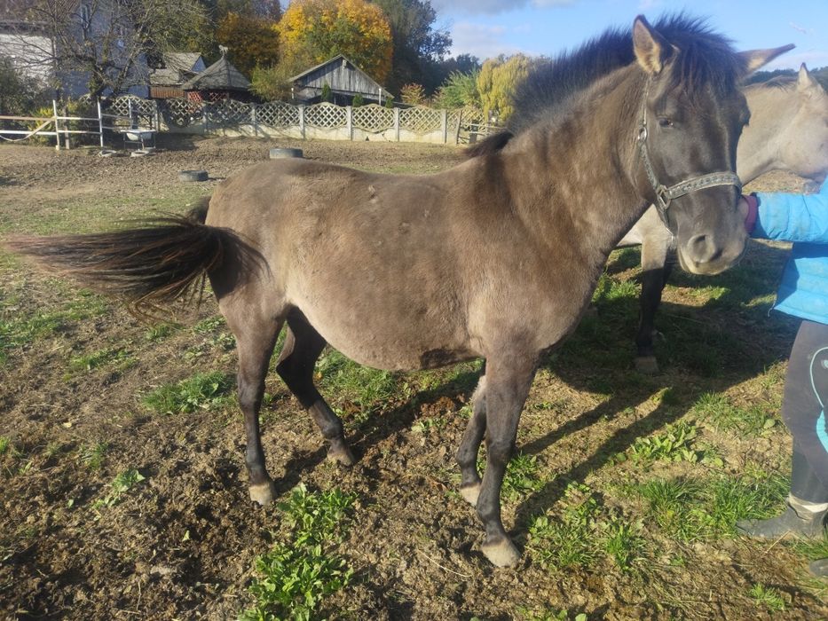 Nordica 3 letnia klacz konika polskiego