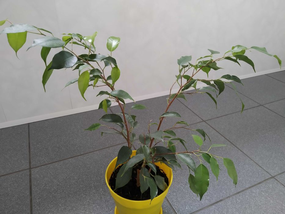 Продам комнатное растение Фикус