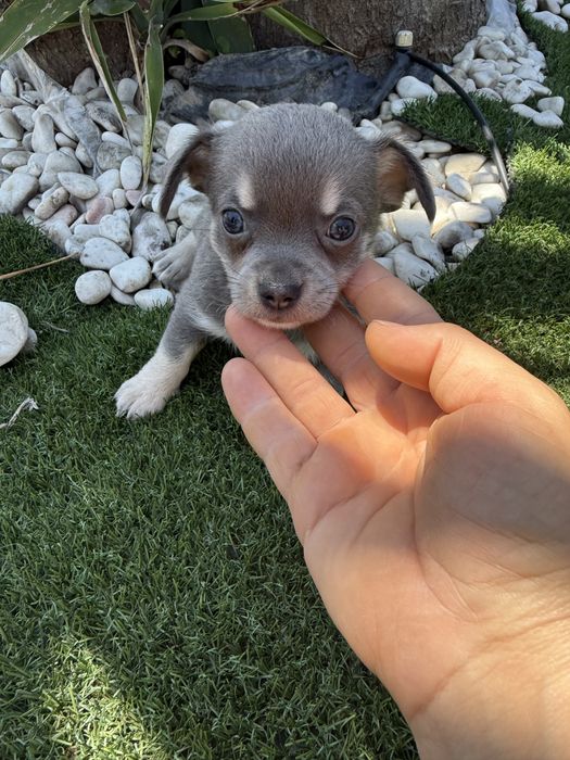 Chihuahua miniatura blus